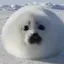 VerySillySeal avatar