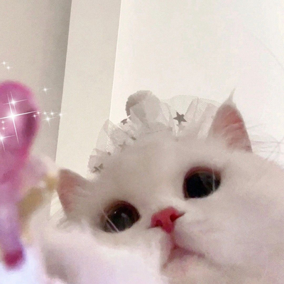 @cat_lovermeow