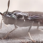 Chapoleta avatar