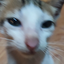 kittzy_2 avatar