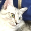 Kittalalalalaletpiltyr avatar
