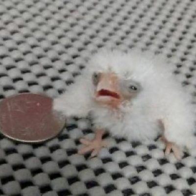 @saput_crake