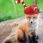 red_fox_mario avatar