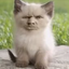 Danli11 avatar