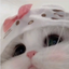 -kitty_cat- avatar