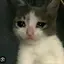 catgap avatar