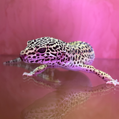 @Leopardgecko