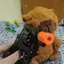 Capybara_X avatar