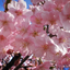 @-Sakuraz-
