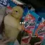 gansito_games avatar