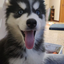 LilHuskyCuteLol avatar