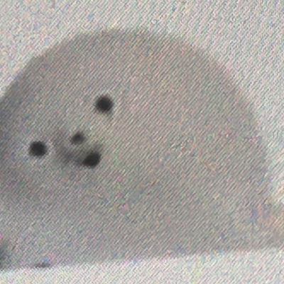 @babyseal10