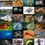 animal_quamanter avatar