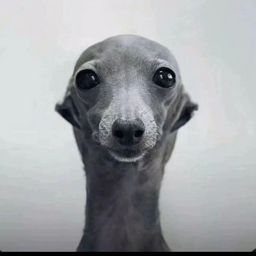 @isdog