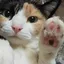 MakiKit avatar