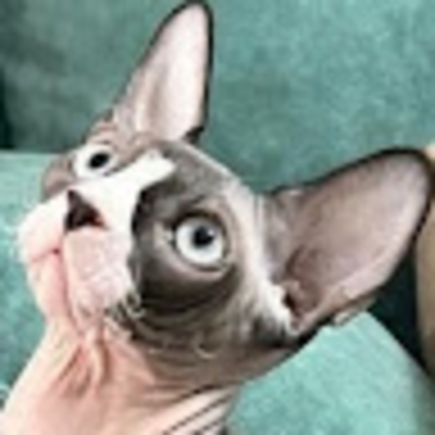 @taut-fox776