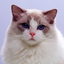 Im_A_Coconut avatar