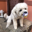 Dog0 avatar