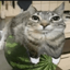 THE_COOL_ONE avatar