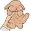 BrownBunnyNugget avatar