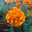 LauHuaMingtheflower avatar