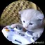 HOLY_SPRUNKI avatar