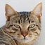 Cat_iman avatar
