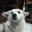 PoppymyDog_1234 avatar