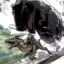 NessieTheBaryonyx avatar