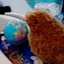kiwi-bird avatar