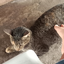 tolung_thecat avatar