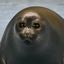 yukiyororo avatar