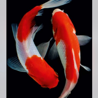 @The_koi_fishies