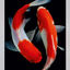 The_koi_fishies avatar