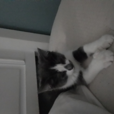 @ilikecattizes