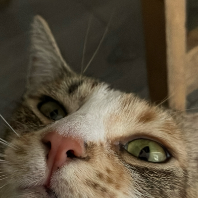 @hoppys_cat_charlie