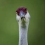 IBars avatar