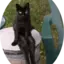 pusacat avatar