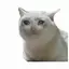 catlink-noobbloxgames avatar
