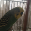 Pegvertd avatar