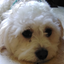 LeoDoggoMcflurry avatar