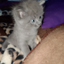 i_lav_Kitiieees avatar