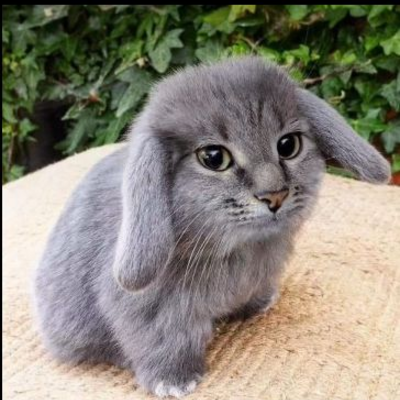 @bunnycutieloverd