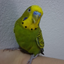 arasoyuncu2 avatar