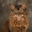 Tansy_Purr avatar