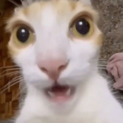 @Cats_XD1