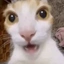 Cats_XD1 avatar