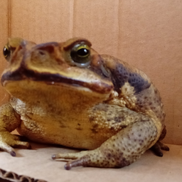 @spyrogiro