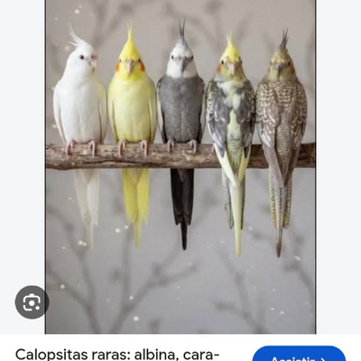@calopisita_WORLD