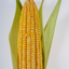 Corn_ avatar